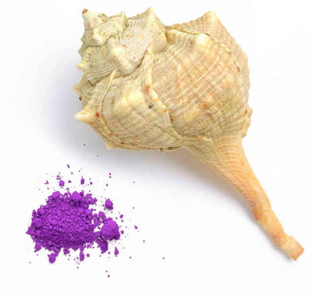 Murex Brandaris